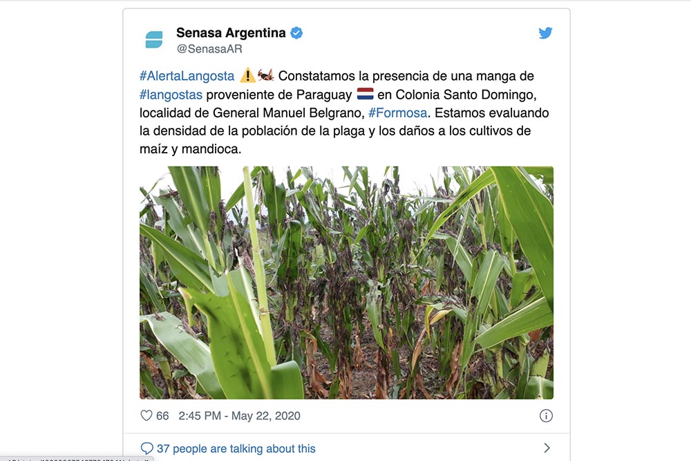 Uma nuvem de gafanhotos pode chegar no Sul do Brasil