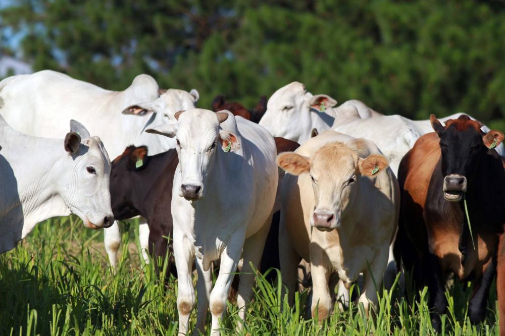 Preço da arroba bovina teve elevação de mais de 50% em 2020