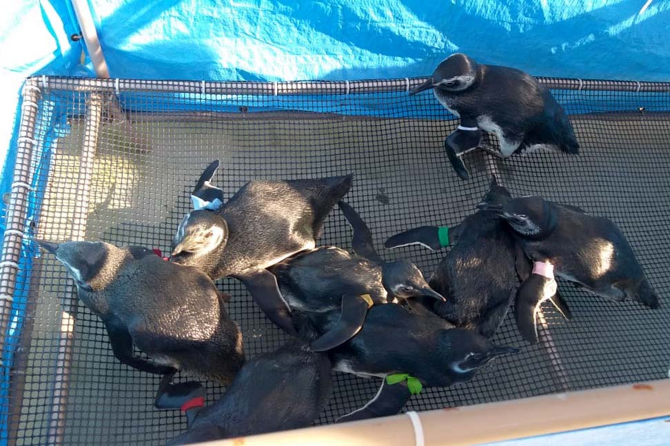 IAT orienta sobre como proteger pinguins que chegam ao Litoral