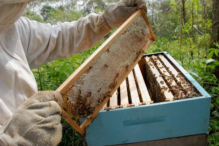 Paraná inicia 2021 como segundo maior exportador de mel in natura 