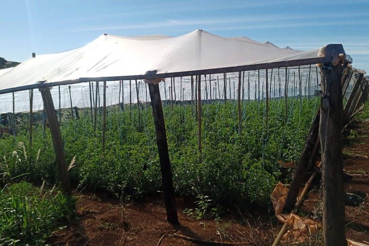 Paraná: Transferência de renda melhora a produção e a vida de agricultores familiares
