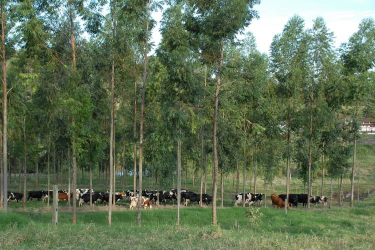 ​Estudo com participação paranaense aponta crescimento da agricultura sustentável