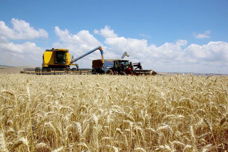 Ritmo do plantio de trigo ainda é lento, mas a expectativa é de produtividade recorde