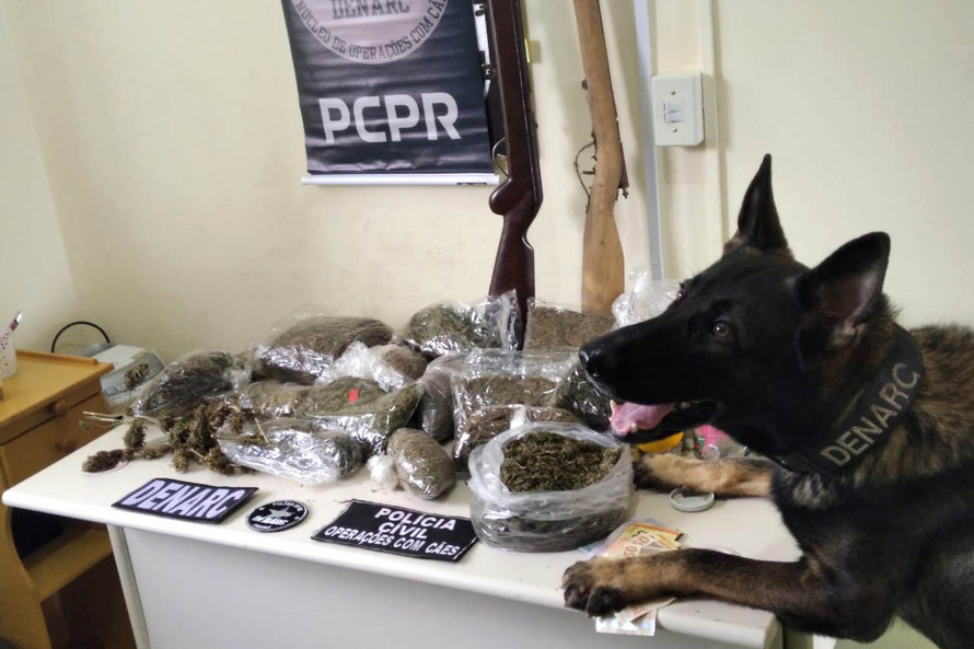Polícia Civil prende 12 integrantes de organização criminosa nos Campos Gerais