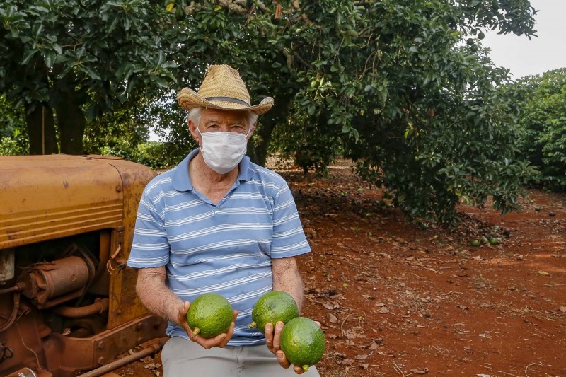 Abacate conquista o lugar do café no Vale do Ivaí e no Norte do Paraná