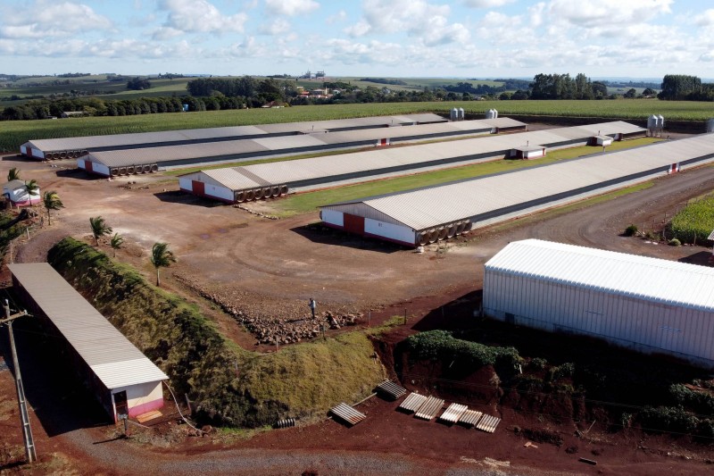 Toledo é carro-chefe do sucesso da produção de carne de frango no Paraná