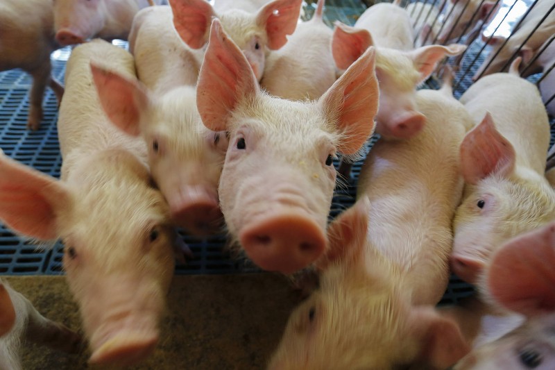 Paraná integra projeto nacional para modernização na vigilância sanitária de suínos