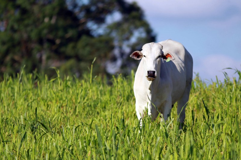Campanha de atualização de rebanho alcança 88% das propriedades