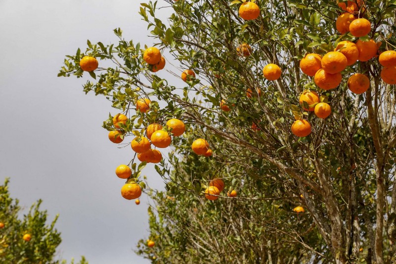 Com plantio que atravessa gerações, produção de poncã é a marca de Cerro Azul