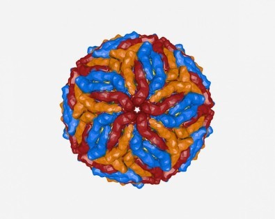 Proteína que ajuda o vírus zika a entrar na célula pode ser alvo para novos antivirais