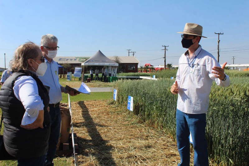 Paraná ganha programa para fomentar cultivo de cereais de inverno