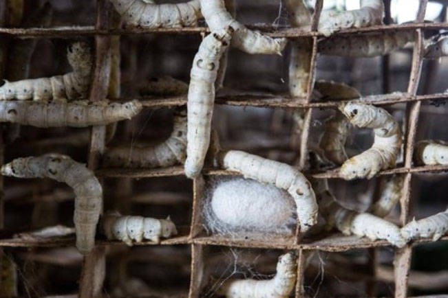 Diamante do Sul é exemplo de como a sericicultura ajuda a manter produtores no meio rural
