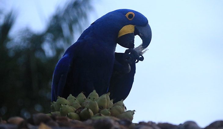 Bonito Convention Bureau assume célula executiva da IGR Rota Pantanal-Bonito