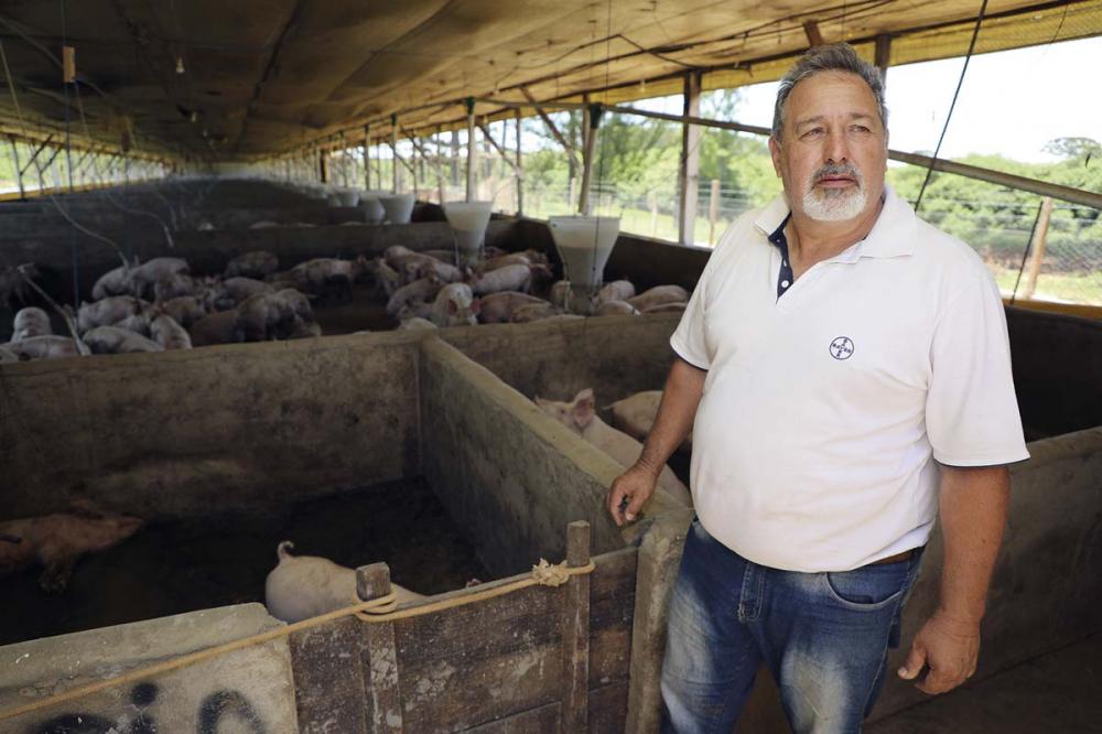 Antigos aviários turbinam suinocultura de Piraí do Sul