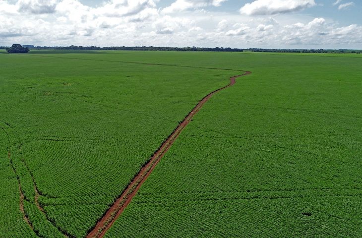 Termina nesta segunda-feira (10), prazo para registro da área plantada com soja em MS