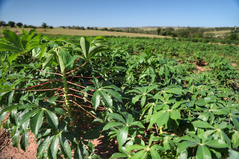 Estado divulga Prognóstico Agropecuário com perspectivas sobre sete culturas