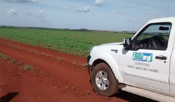 Mapa estabelece período de vazio sanitário para regiões produtoras em todo o Brasil