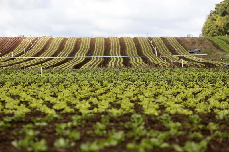 Estado e Crea-PR modernizam sistema de acompanhamento da subvenção ao prêmio do seguro rural