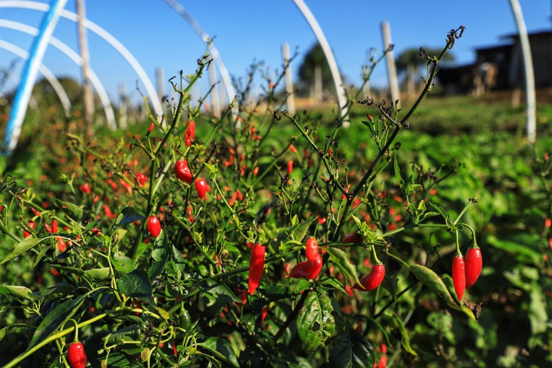 Pesquisas do IDR-Paraná buscam novas tecnologias para impulsionar a agricultura orgânica
