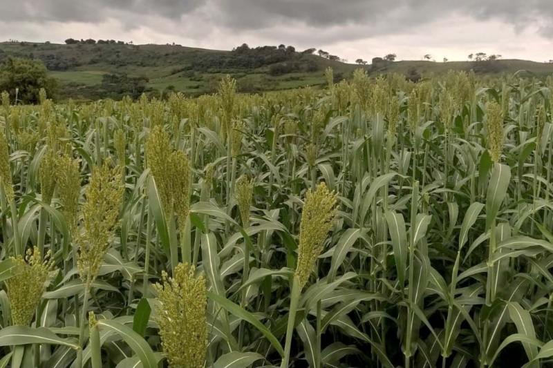 Sorgo vira alternativa para alimentar gado leiteiro no inverno em regiões secas do Estado