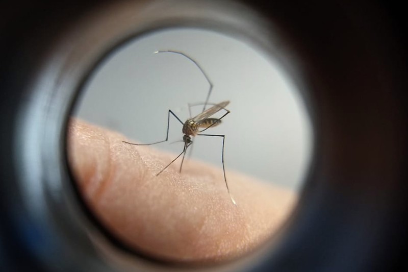 Com monitoramento eficiente, Paraná não registra casos de febre amarela há quase três anos
