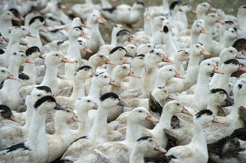 Comissão de Meio Ambiente analisa proibição do foie gras