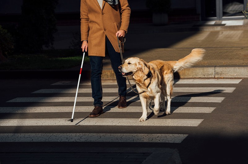 Plenário votará autorização de acesso para cão de apoio emocional