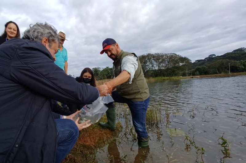 Programa Rio Vivo contribui com repovoamento de meio milhão de peixes nativos na RMC