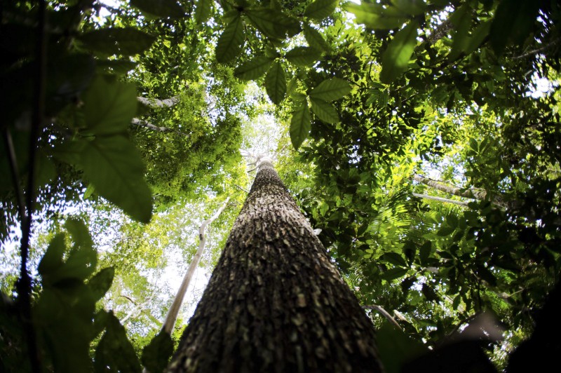 Dia Mundial do Meio Ambiente reforça conservação das florestas