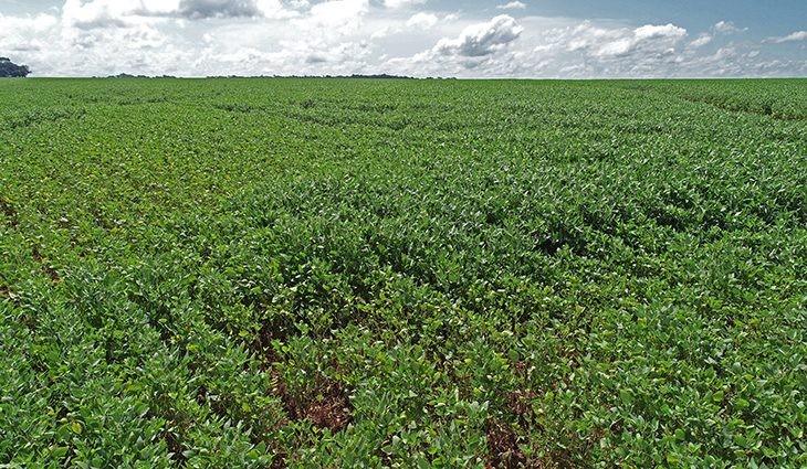 Começa nesta quarta-feira o período de proibição do plantio da soja em Mato Grosso do Sul